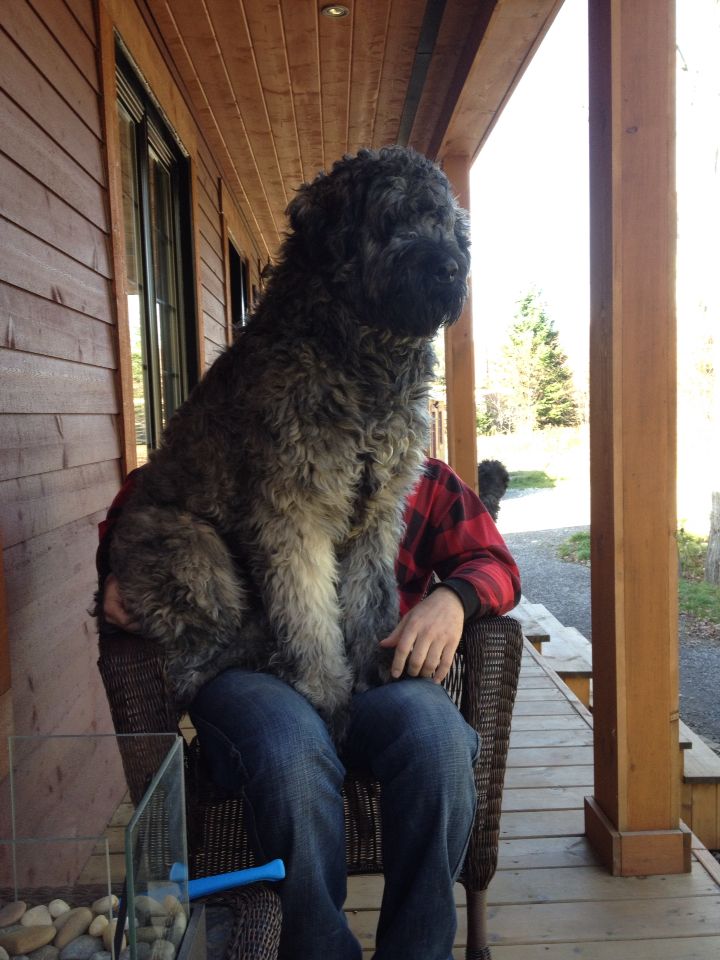 Bouvier des Flandres showing impressive size