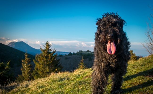 Bouvier des Flandres in mountainous terrain