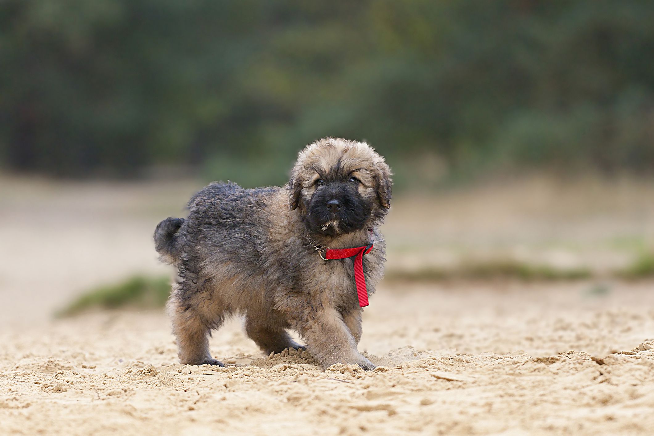 Bouvier des Flandres puppy