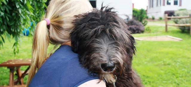 Bouvier des Flandres showing affection