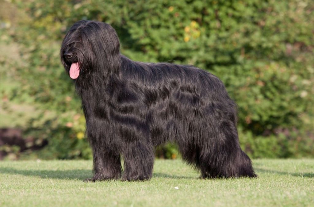 Bouvier des Flandres coat texture