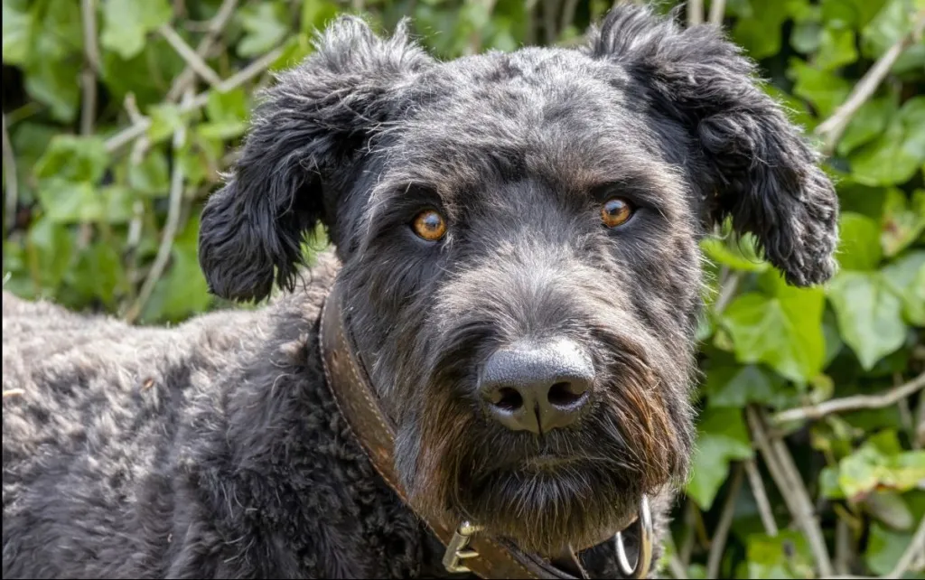 Bouvier des Flandres facial features