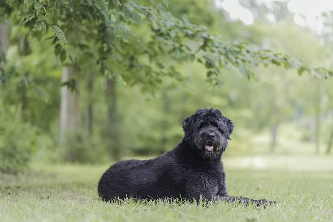 Bouvier des Flandres resting outdoors