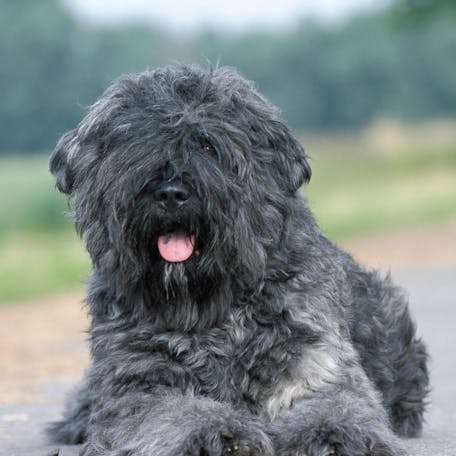 Well-groomed Bouvier des Flandres