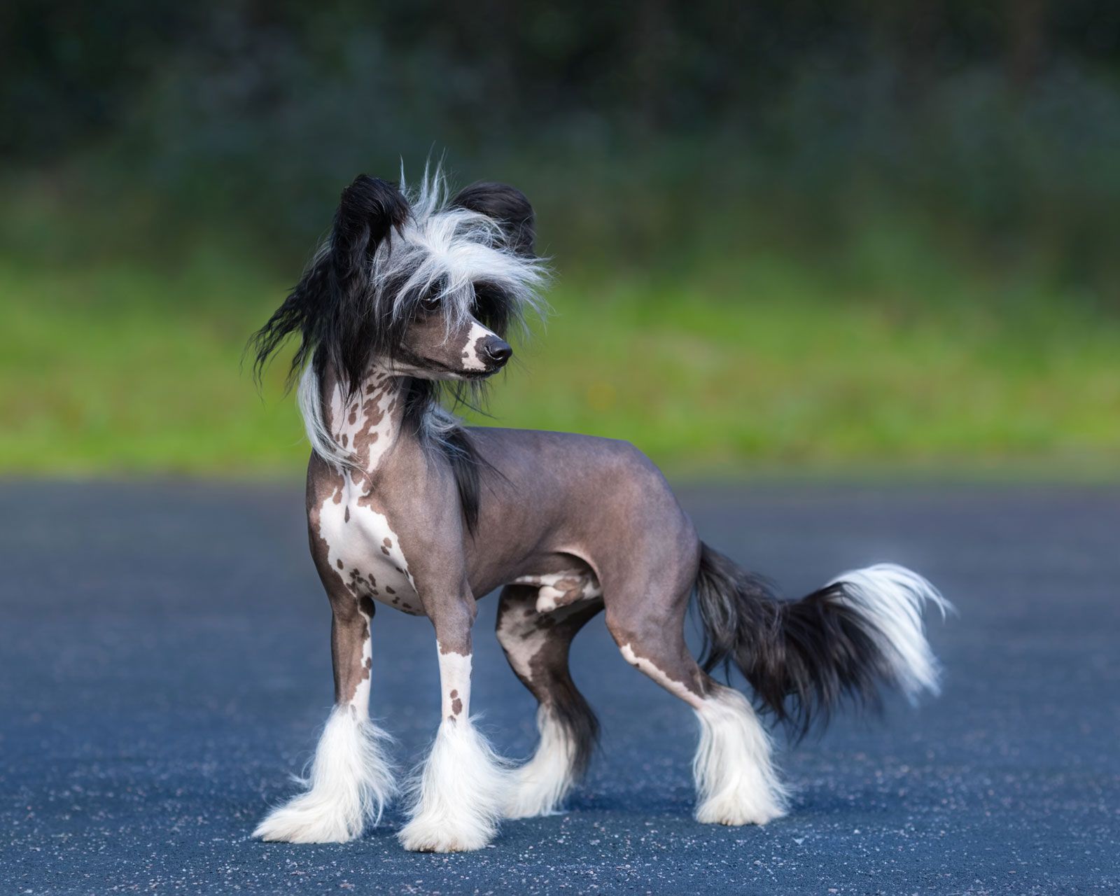 Chinese Crested posing