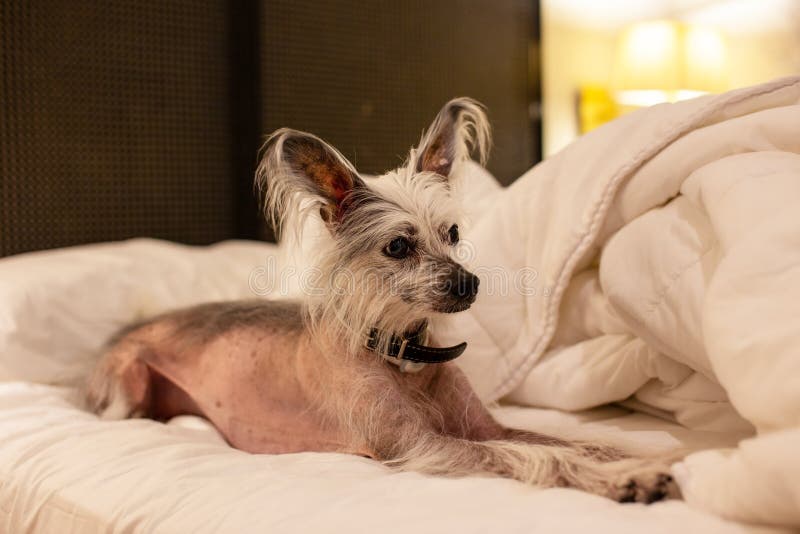 Chinese Crested relaxing on bed