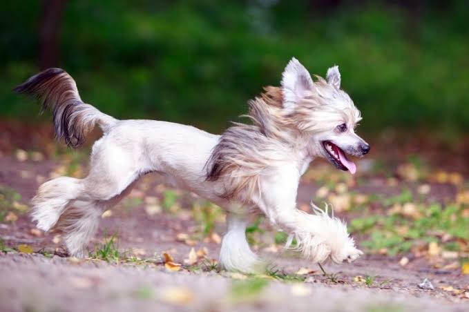 Happy Chinese Crested running