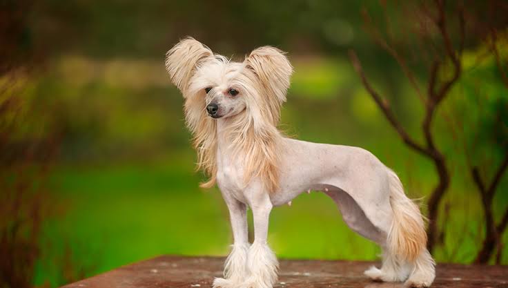 Groomed Chinese Crested