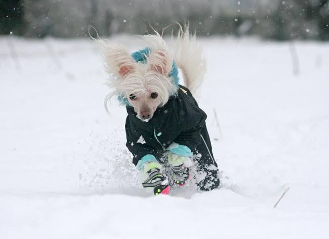 Chinese Crested in winter