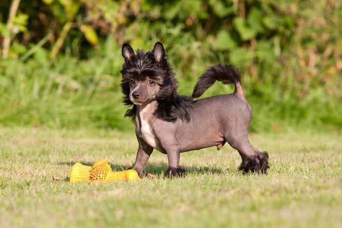Chinese Crested puppy playing