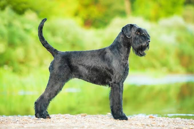 Giant Schnauzer