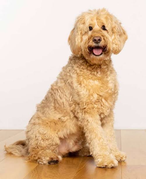 Goldendoodle