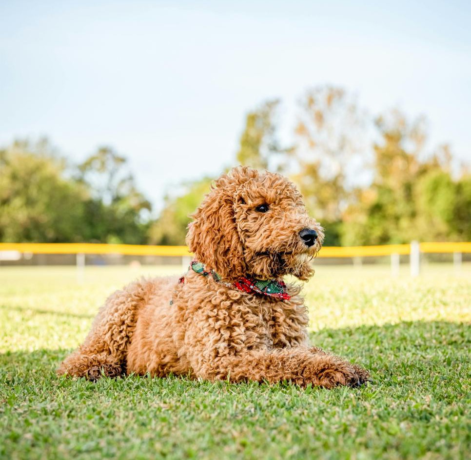Goldendoodle, hypoallergenic dog