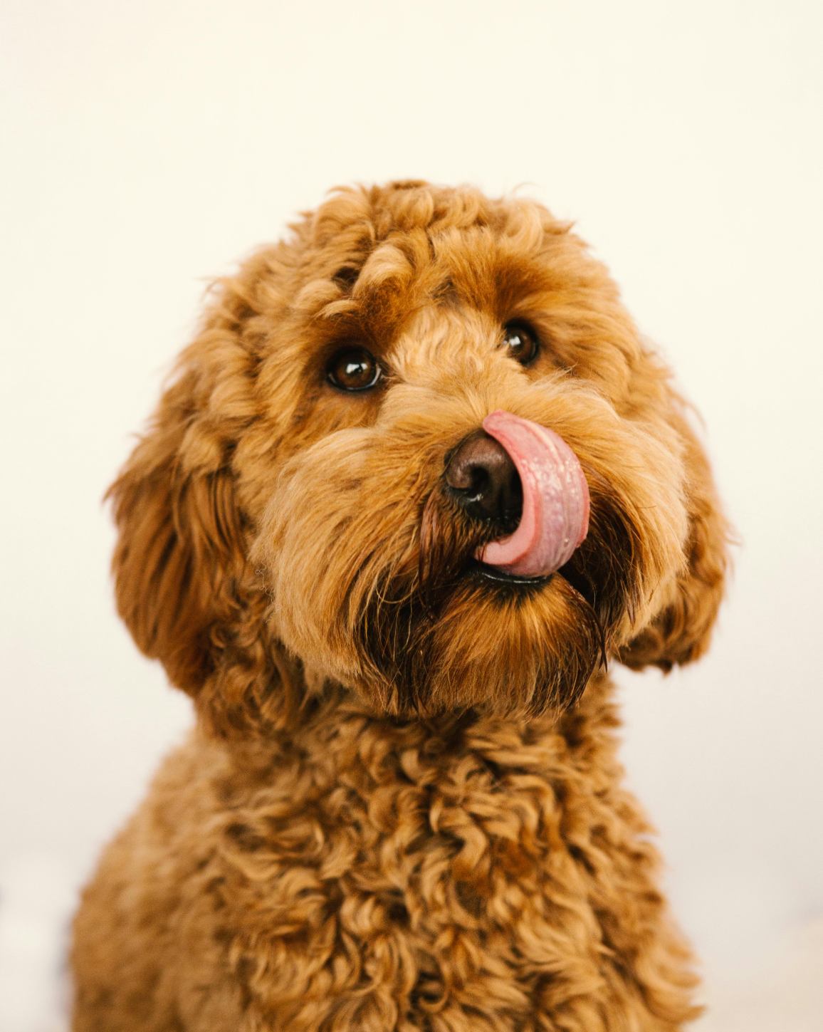 Goldendoodle grooming itself
