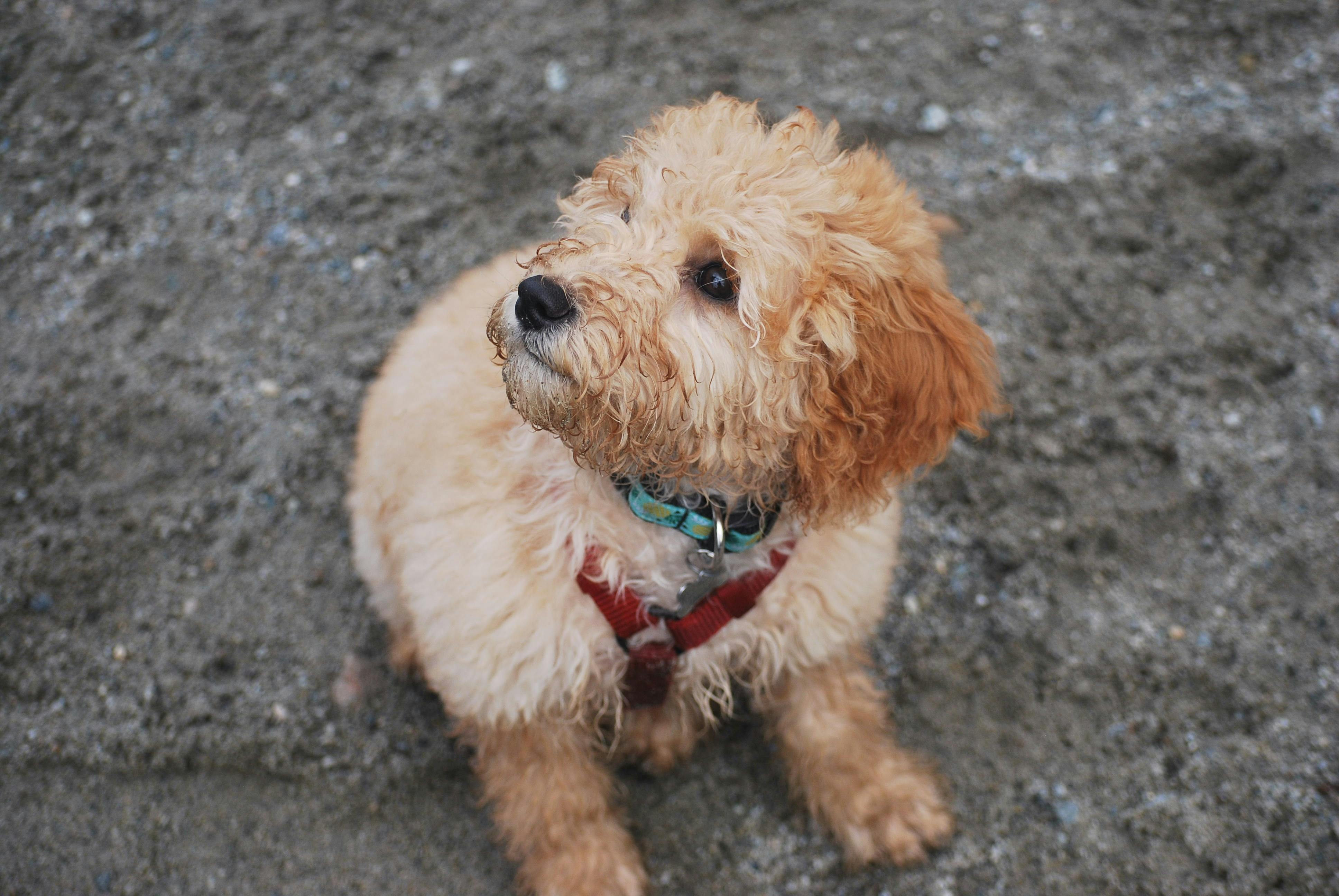 Goldendoodle puppy