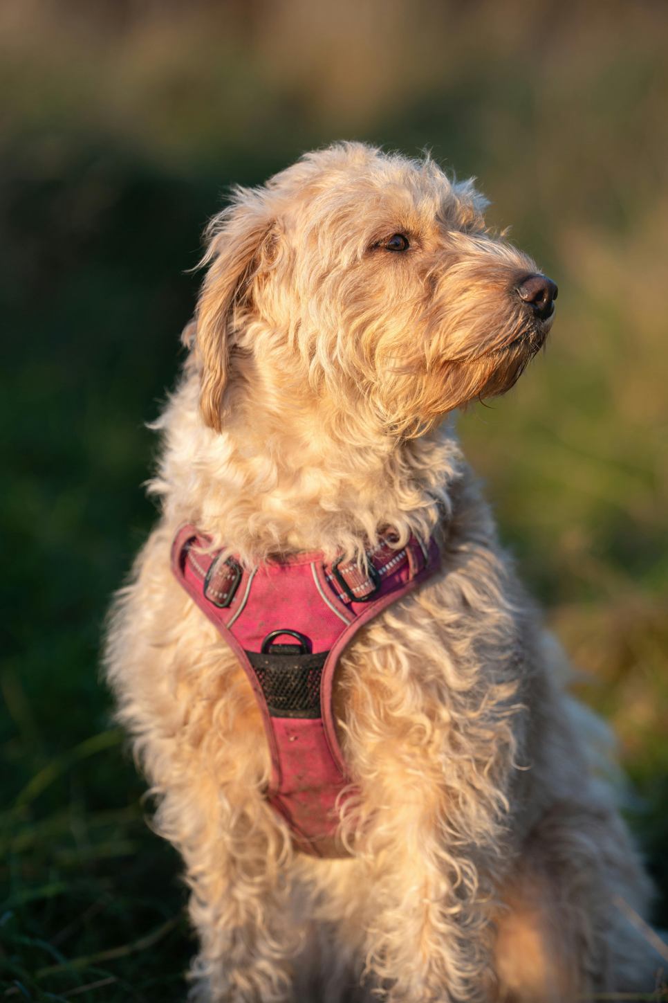 Goldendoodle in sunlight