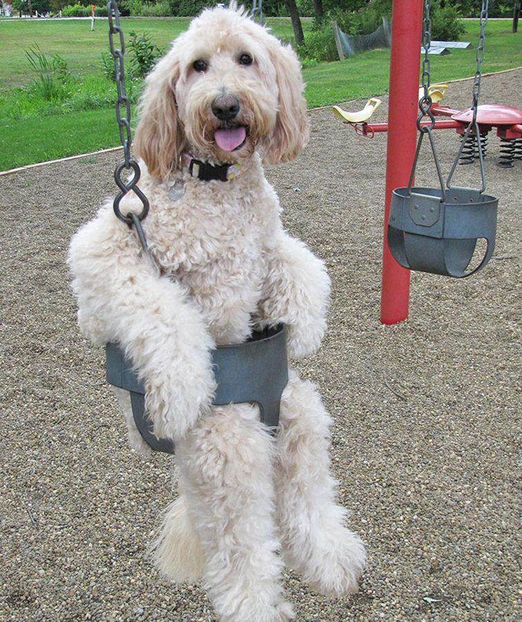 Goldendoodle on swing