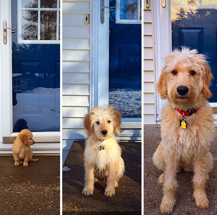 Goldendoodle from puppy to adult
