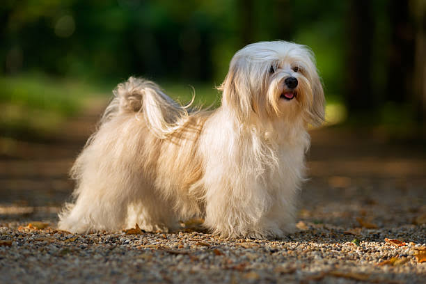 Havanese dog