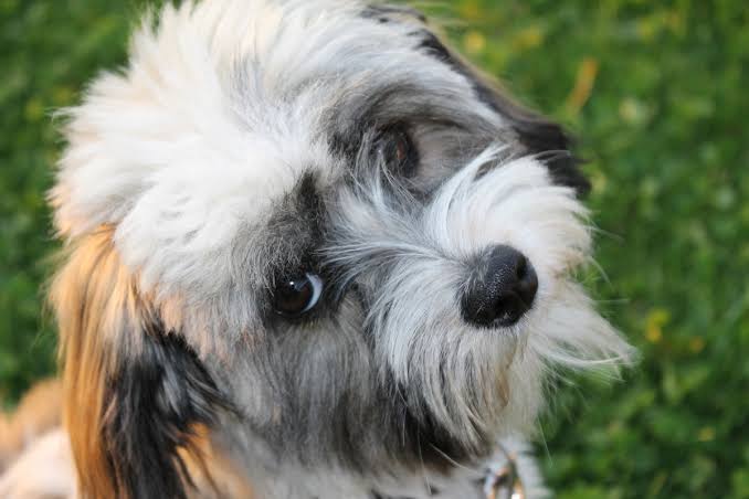 Havanese close-up portrait