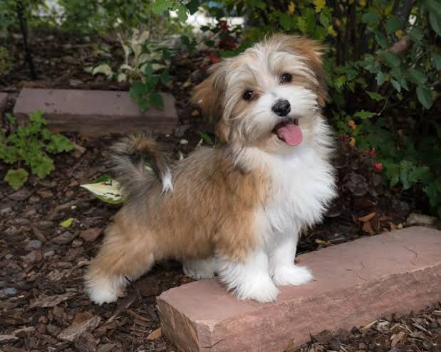 Adult Havanese dog