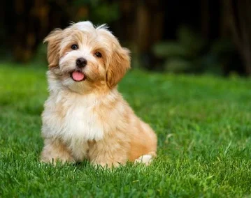 Havanese in grass