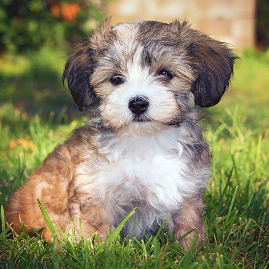 Havanese puppy portrait