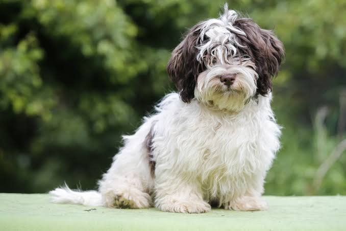 Havanese hypoallergenic coat