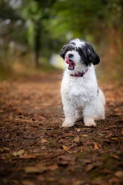 Havanese grooming