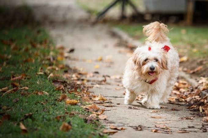 Havanese in autumn
