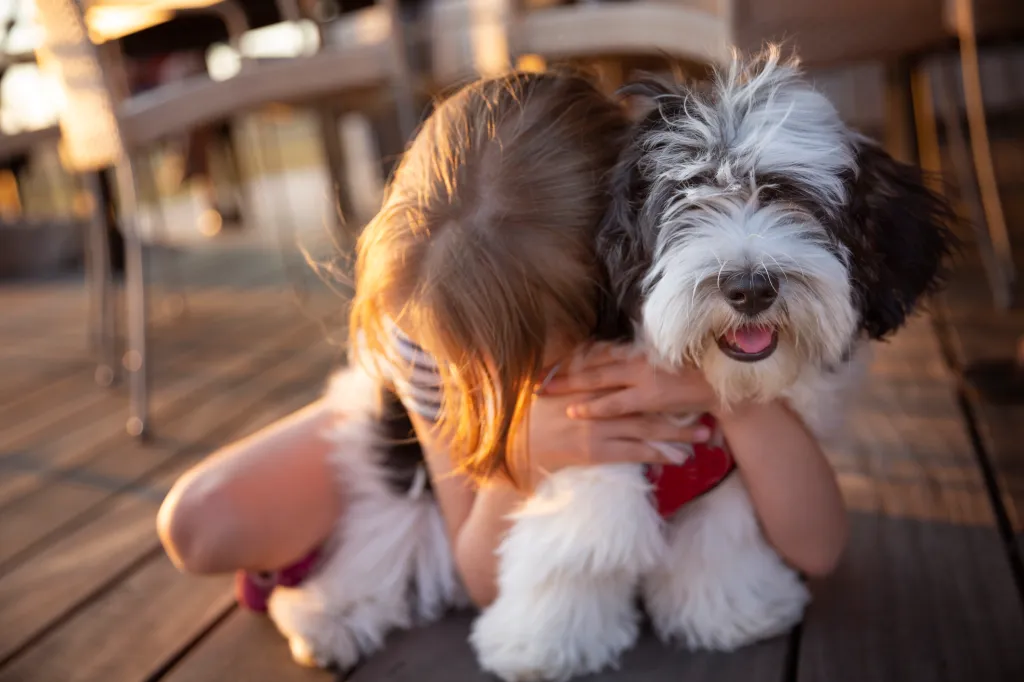 Havanese close to owner