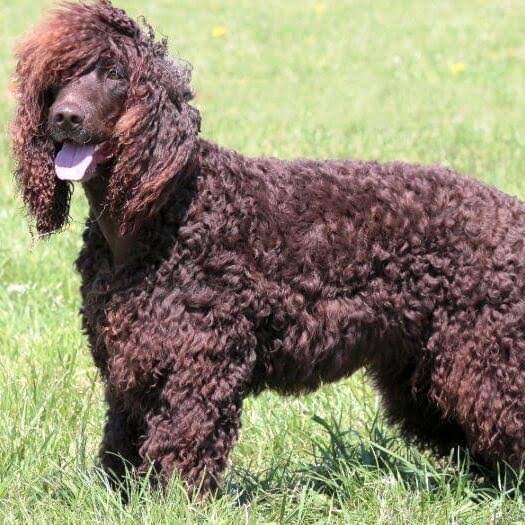 Irish Water Spaniel