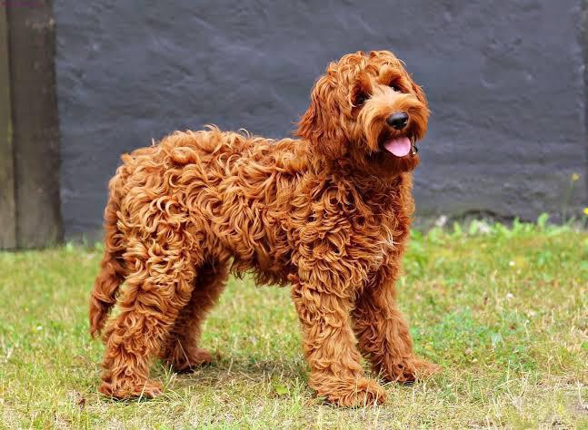 Labradoodle, brown, hypoallergenic dog