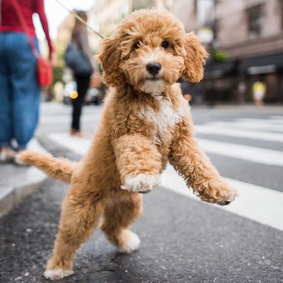 Labradoodle Puppy