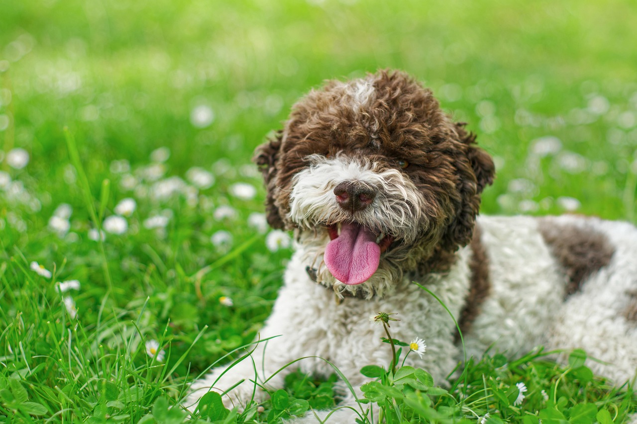 Happy Lagotto Romagnolo