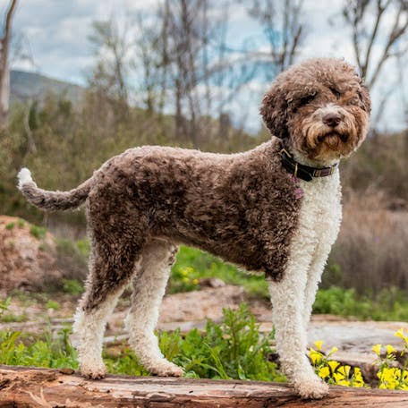 Lagotto Romagnolo: Hypoallergenic Guide: Character, Grooming & Suitability