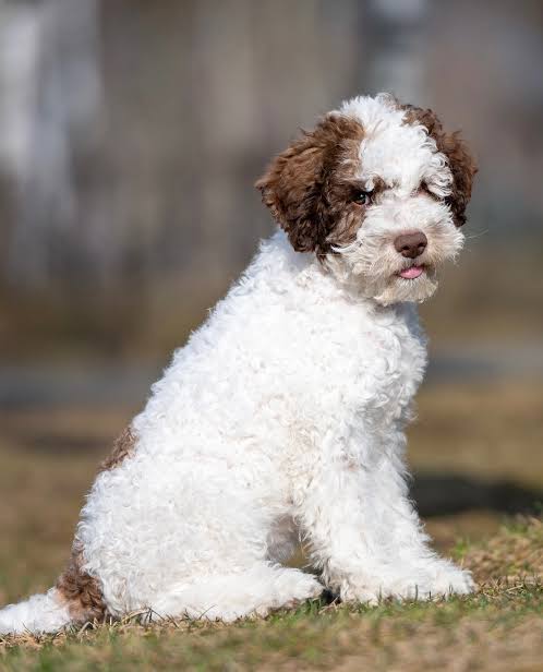 Young Lagotto Romagnolo sitting