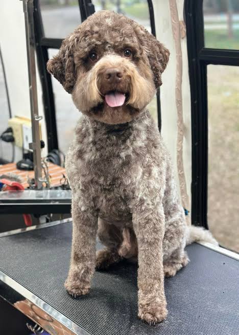 Lagotto Romagnolo after grooming