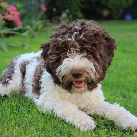 White Lagotto Romagnolo at cafe