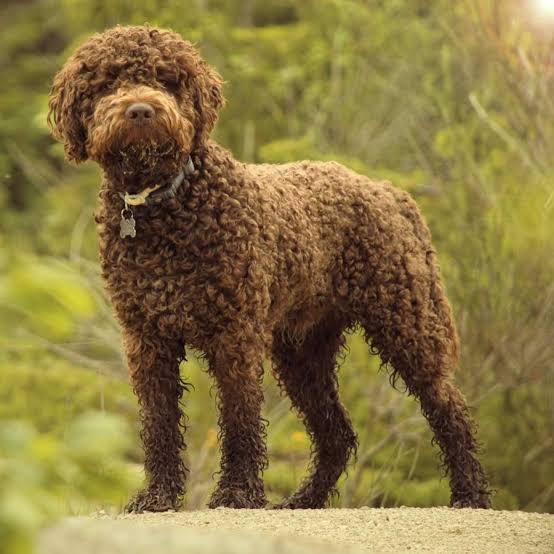 Lagotto Romagnolo full body