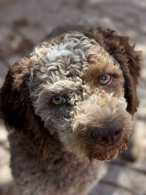 Lagotto Romagnolo face closeup