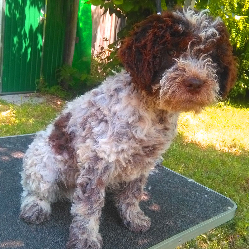 Lagotto Romagnolo showing curly coat