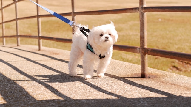 Maltese walking on leash
