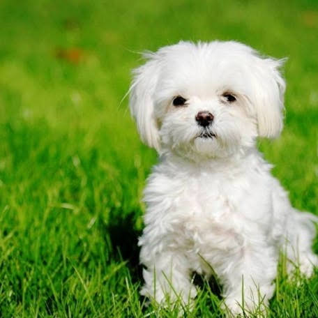 Maltese dog on grass