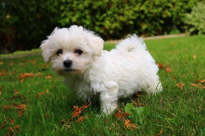 Maltese on grass with leaves