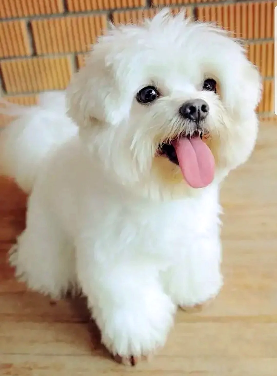 Maltese showing tongue