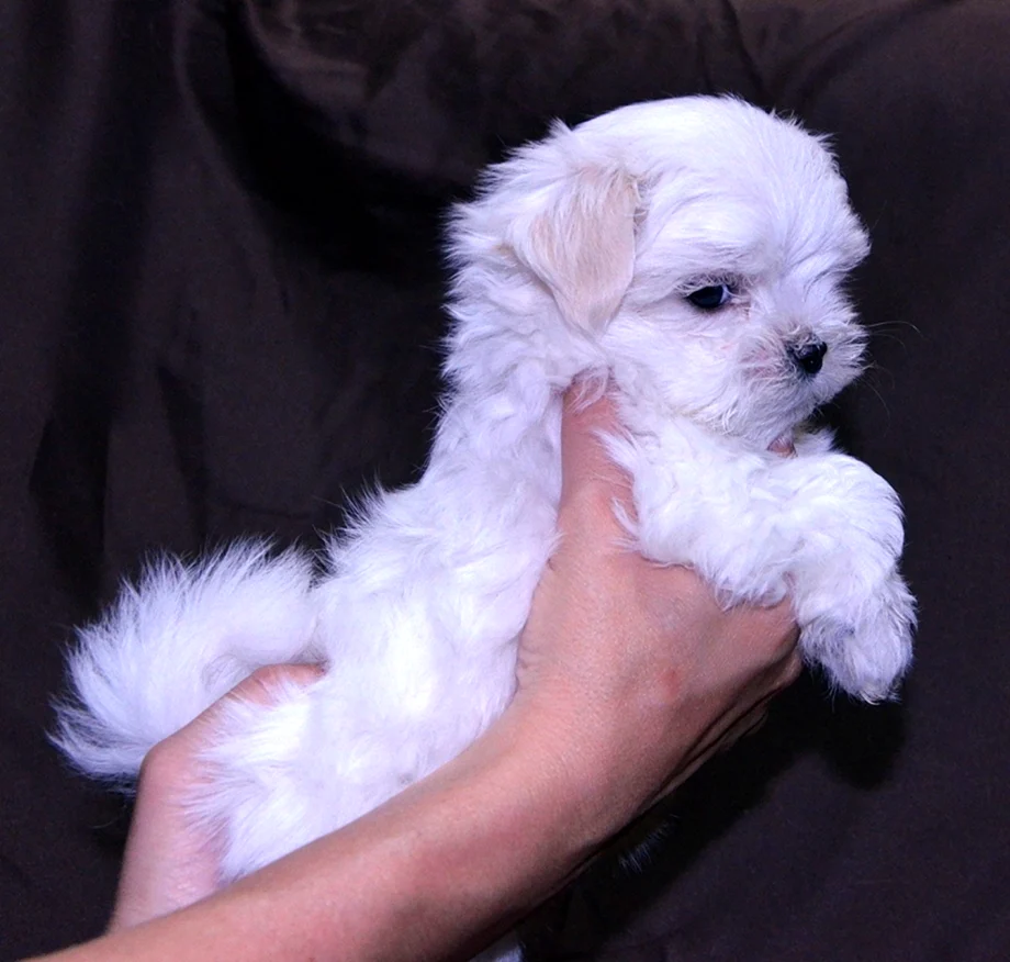 Maltese puppy on hand