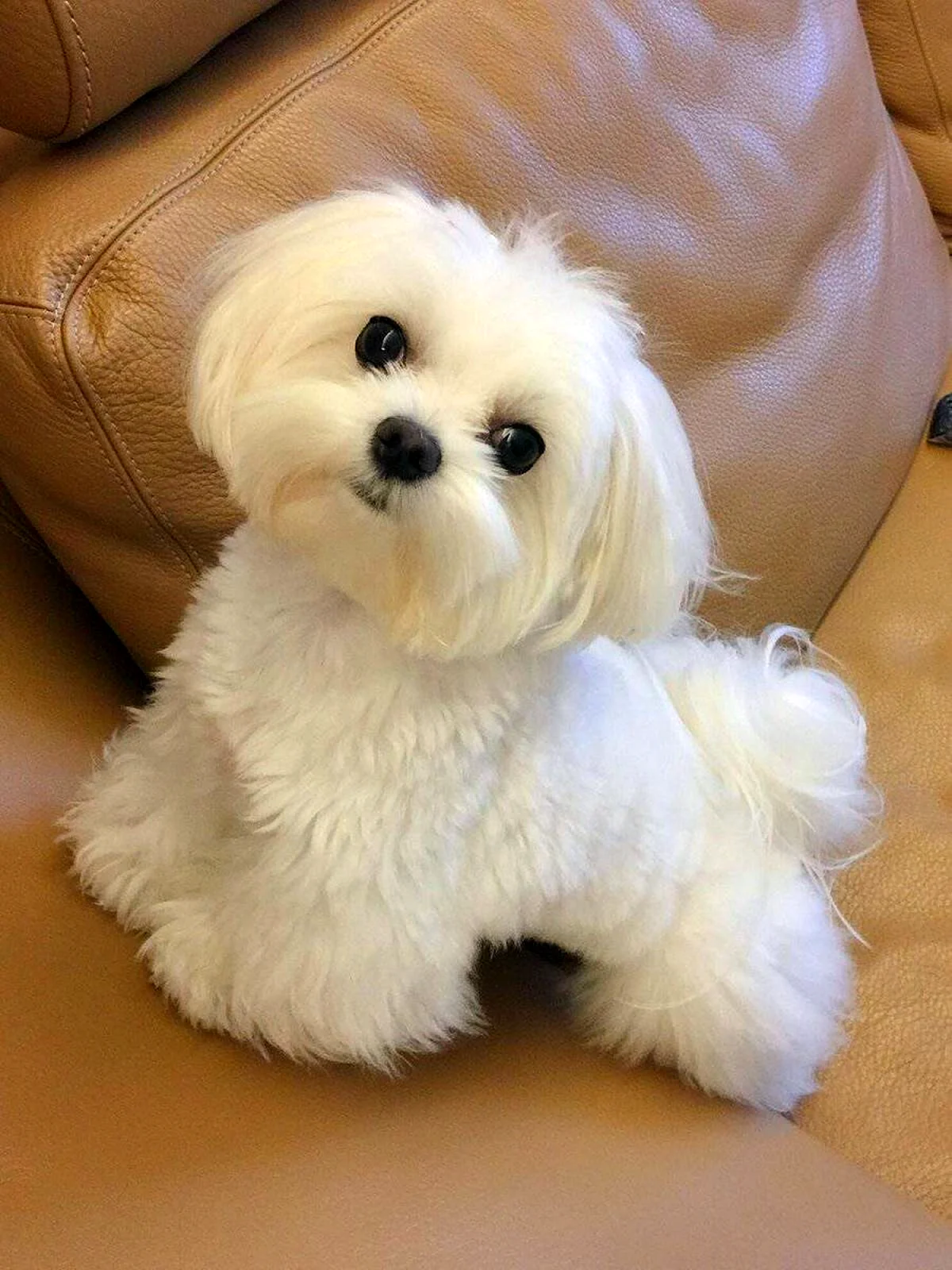 Maltese relaxing on sofa