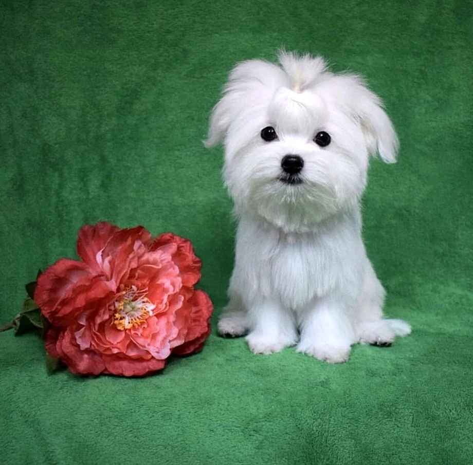 Maltese with flower