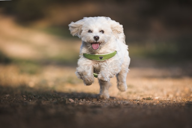Maltese running and being active